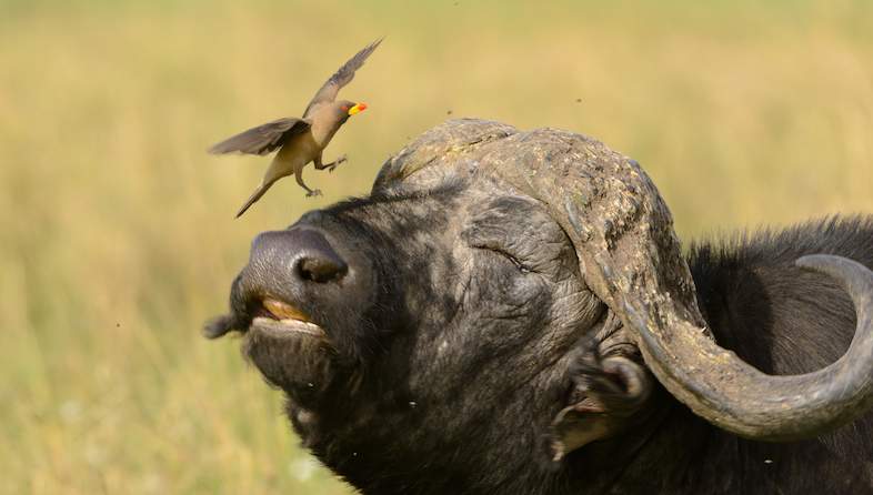 buffalo bird shem compion