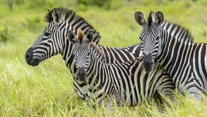 burchells zebras roger delaharpe