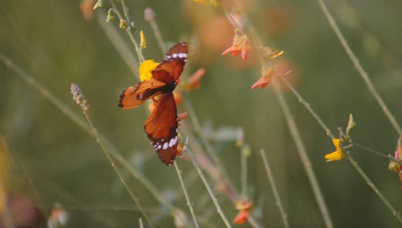 butterfly lee kemp