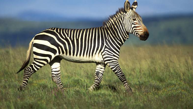 cape mountain zebra south africa nigel dennis