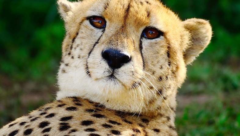 cheetah closeup karl svendsen