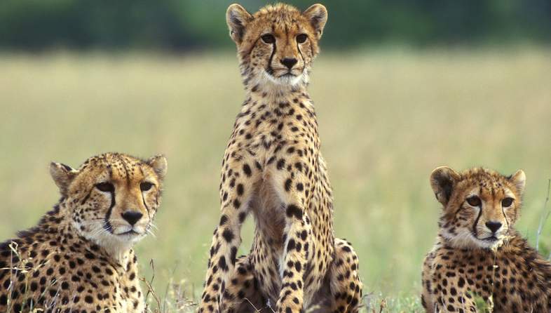 cheetah roger de la harpe
