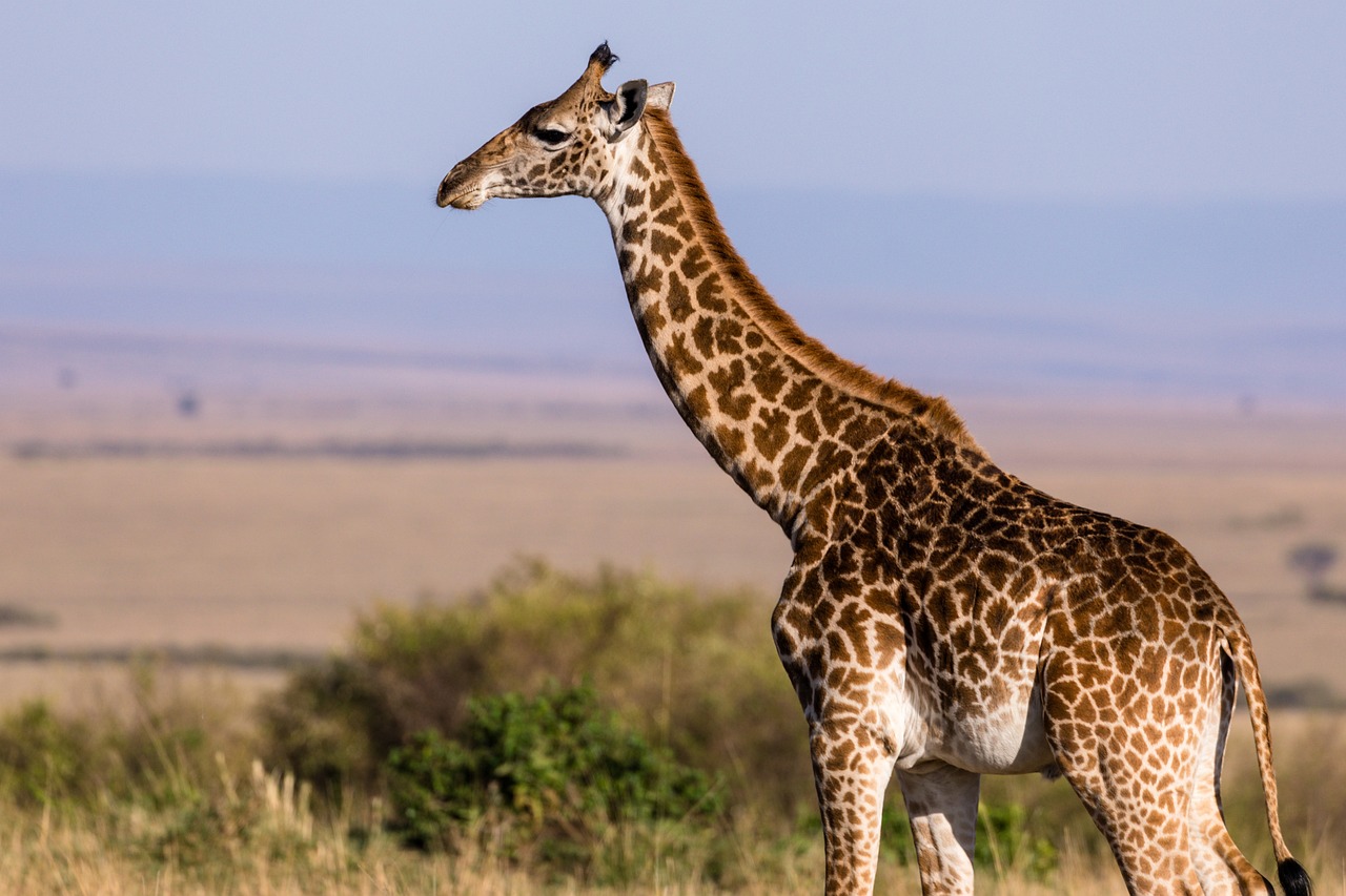 crocodile bridge camp giraffe