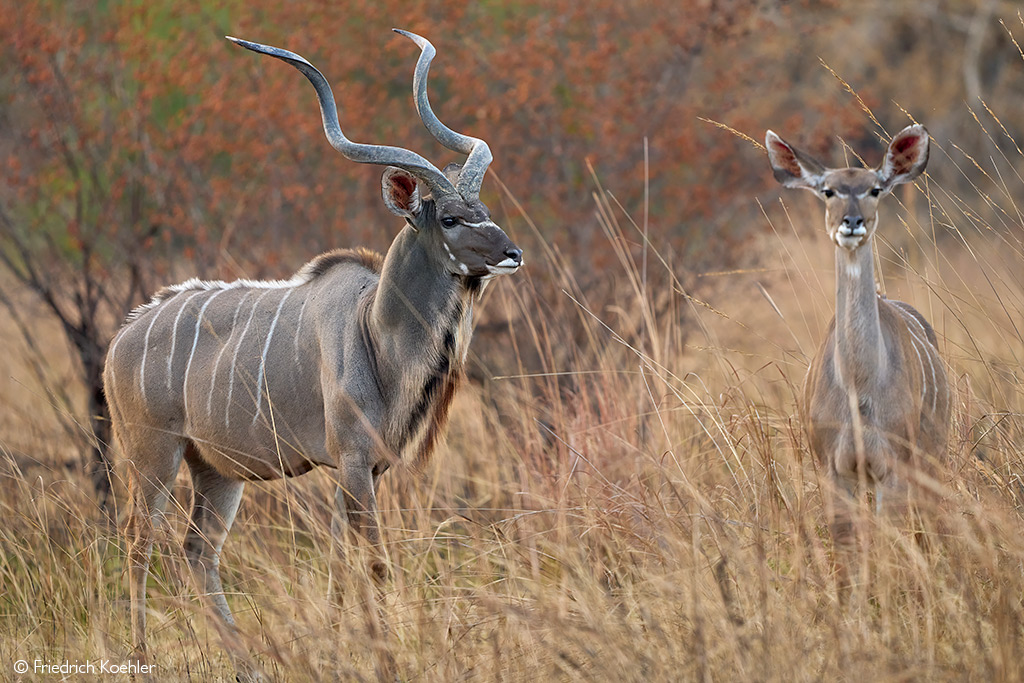 crocodile bridge camp kudu