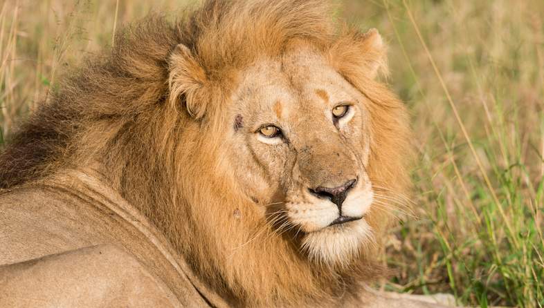 crocodile bridge camp lion male