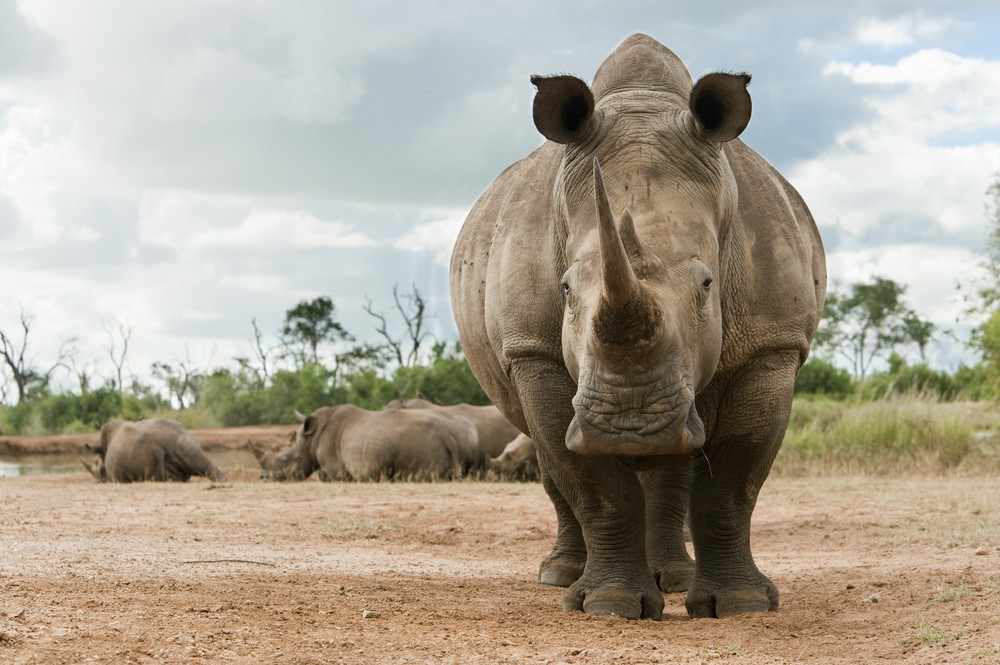 AMHRW155(D) White rhino