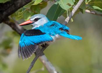 crocodile bridge camp woodlands kingfisher