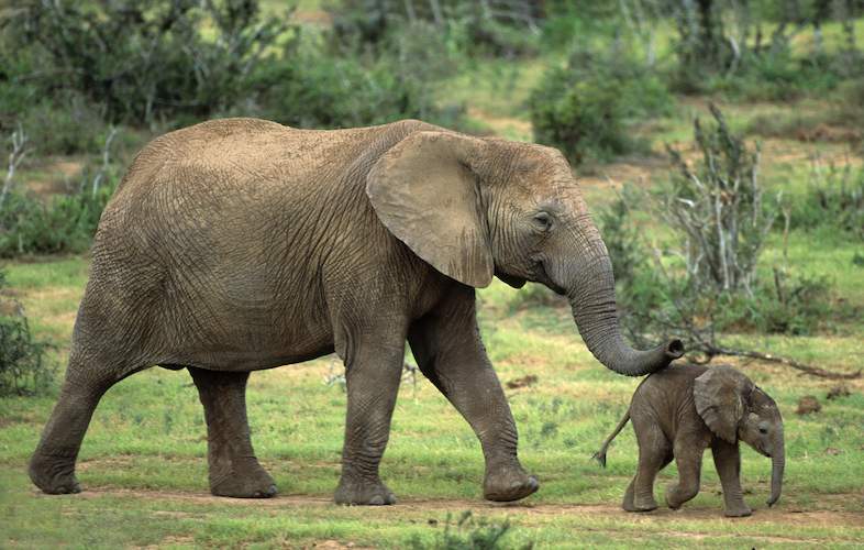 elephant baby nigel dennis