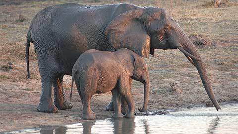 elephants gcooke480a