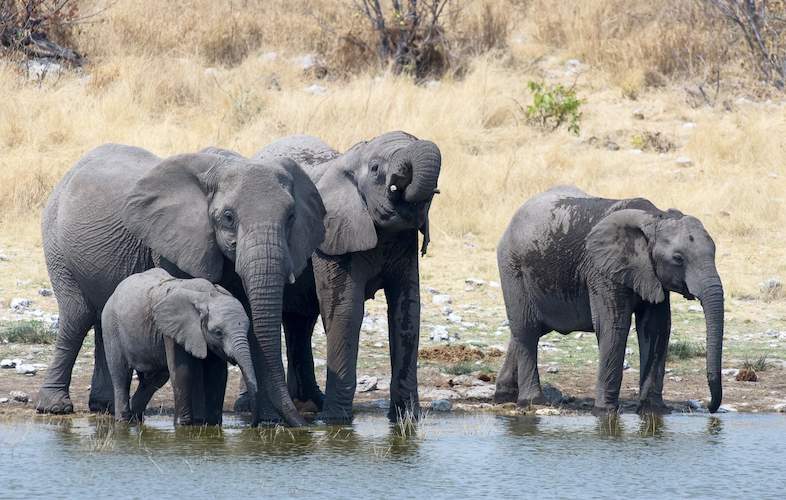 elephants kruger national park