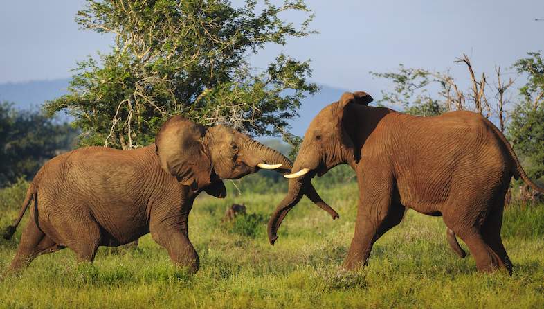 elephants play fighting roger delaharpe