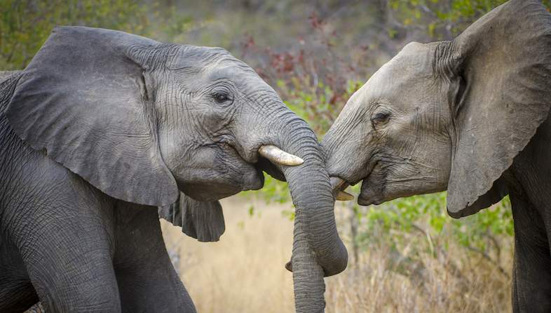 elephants playing roger delaharpe