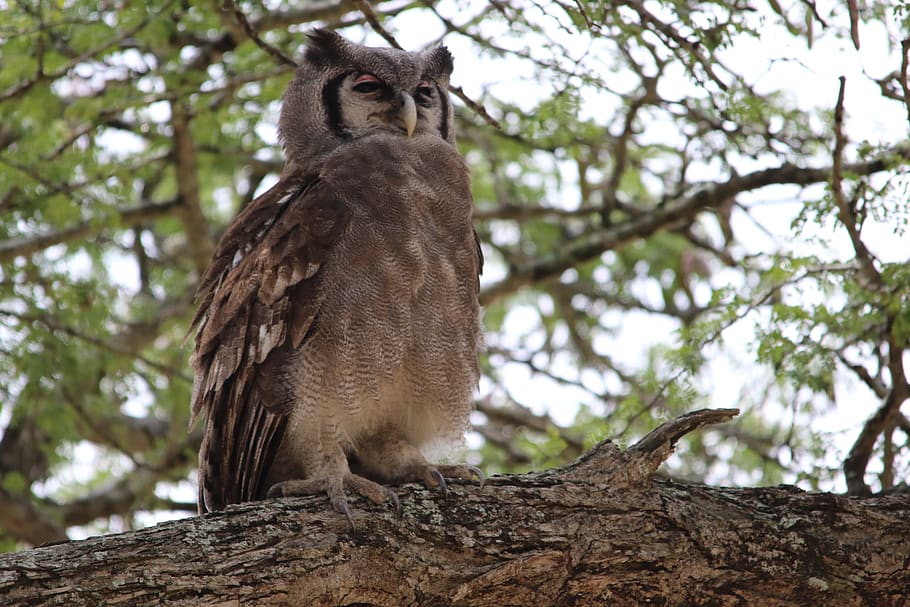 giant eagle owl