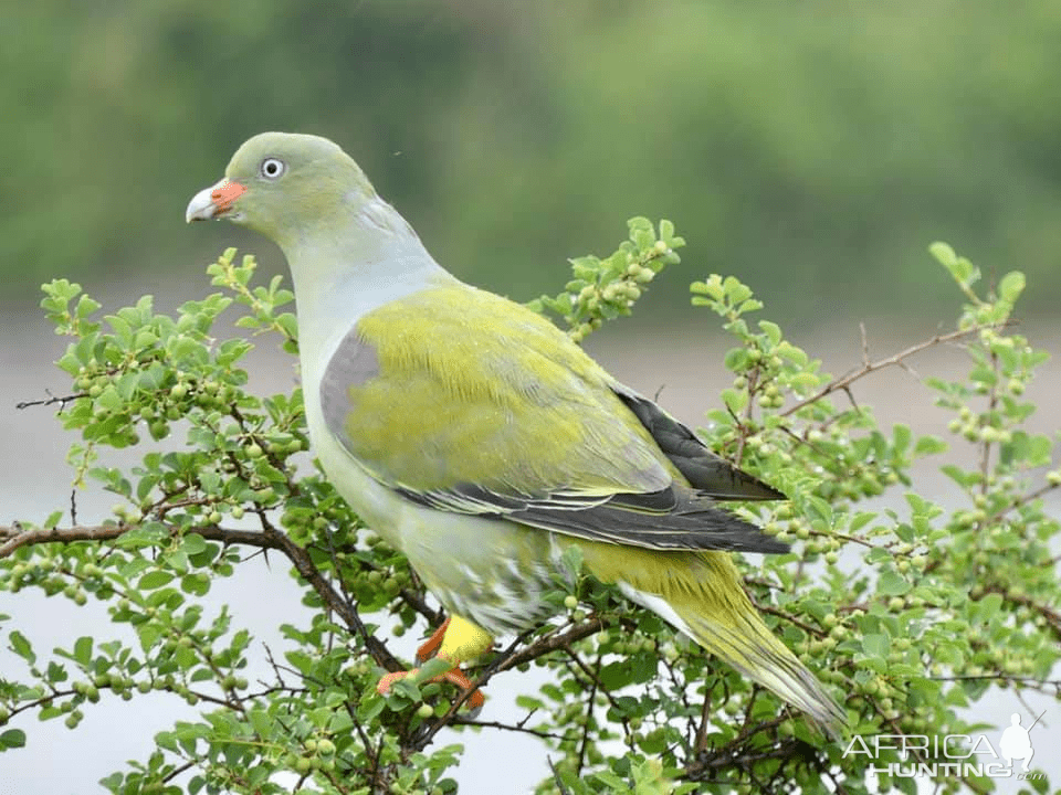 green pegion kruger national park