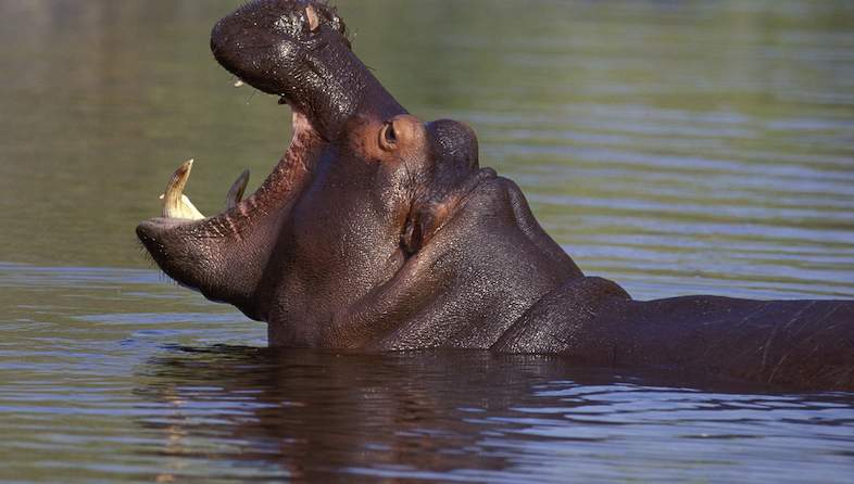 hippopotamus yawning nigel dennis