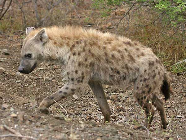 hyena spotted kruger national park
