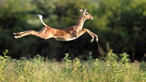 impala gcooke 01
