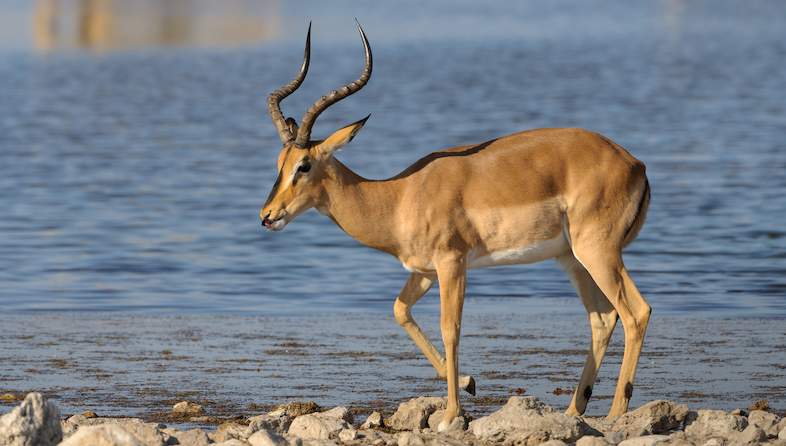 impala male shem compion