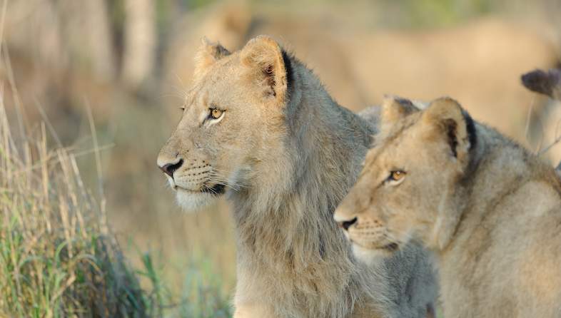 kruger national park lion 02