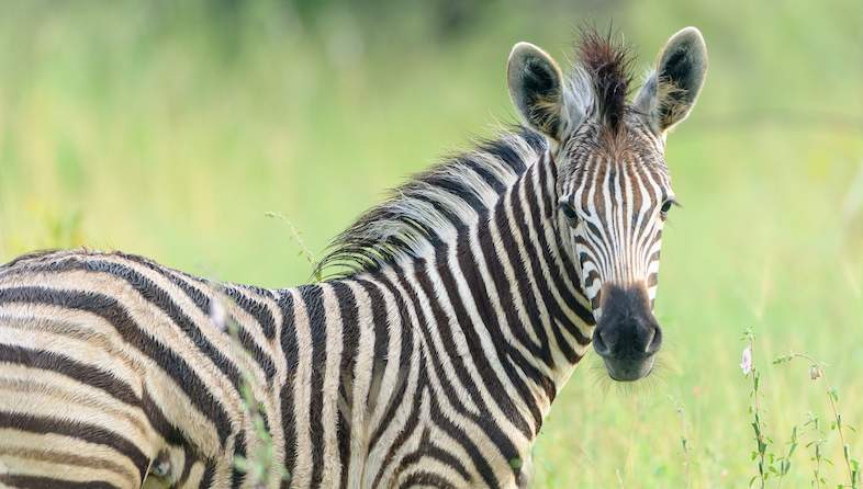 kruger national park zebra
