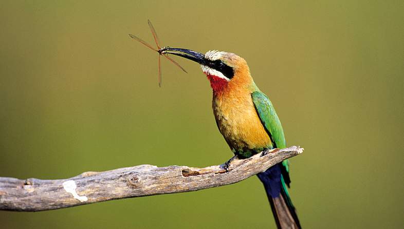 kruger park bird