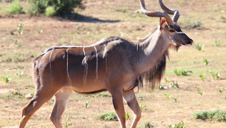 kudu ann gadd