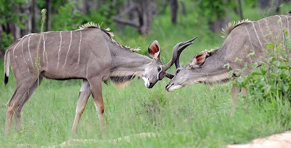 kudu kruger national park