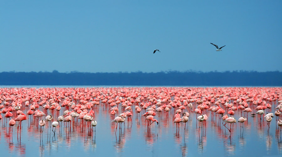 lake nakuru flamingos