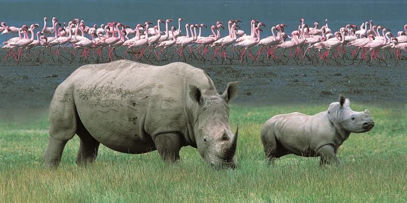 lake nakuru rhinos