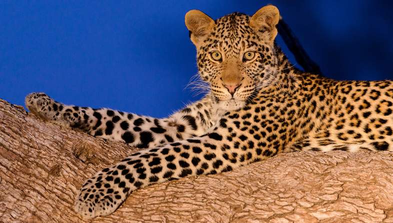 leopard tree shem compion