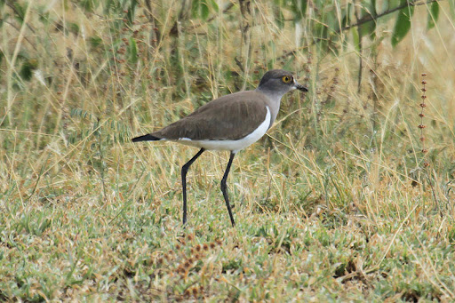 lesser black winged plover