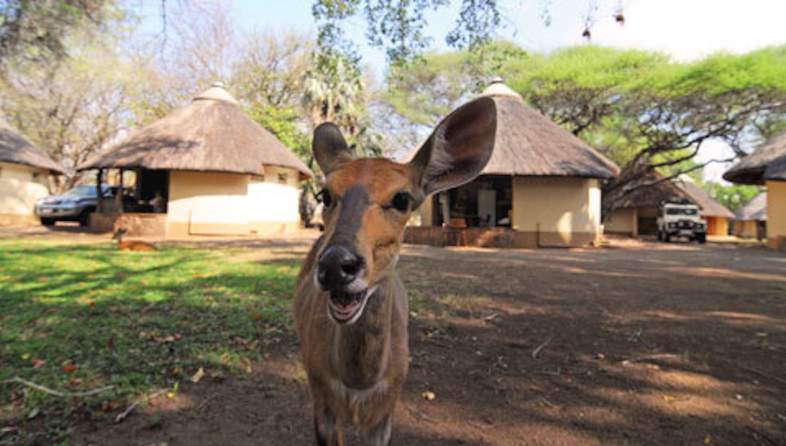 letaba tree camp bushbuck close