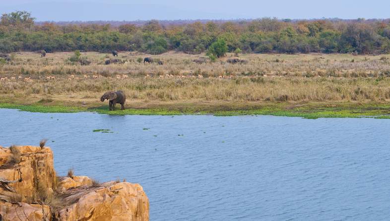 letaba tree camp elephant bush