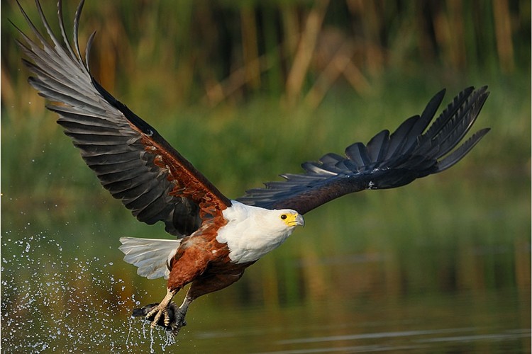 letaba tree camp fish eagle