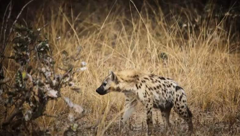 letaba tree camp hyena