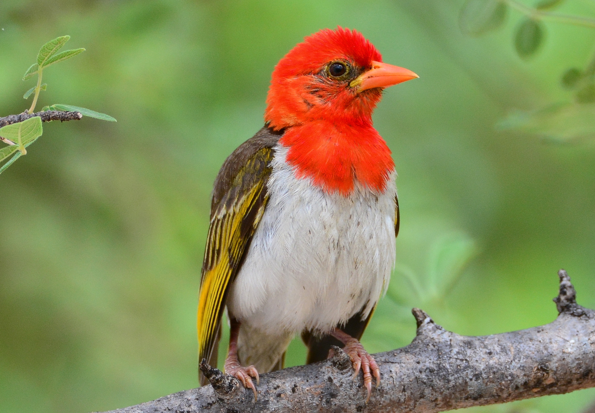 letaba tree camp red headed weaver