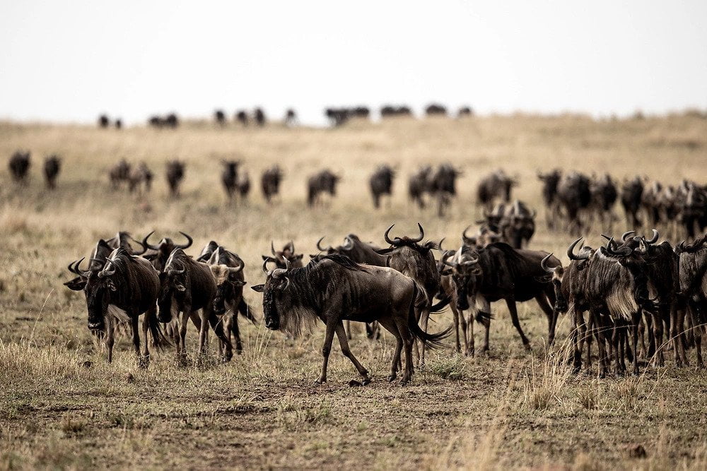masai mara wilderbeast