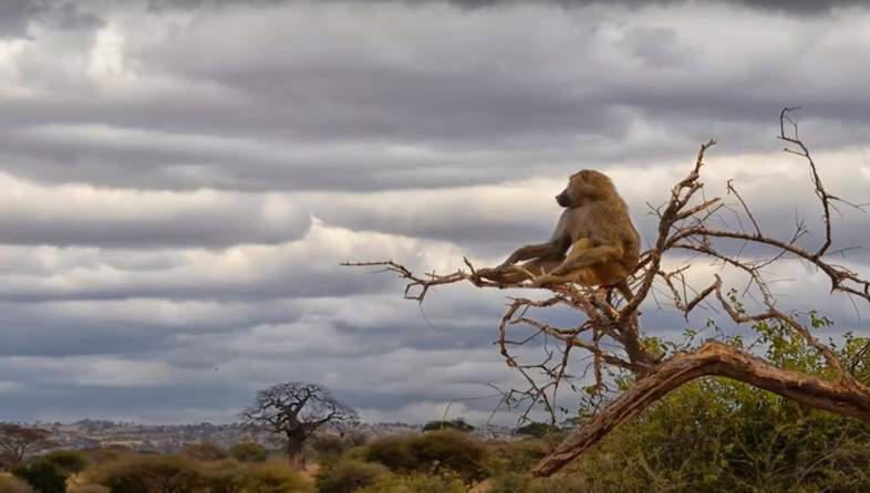 mopani rest camp baboon