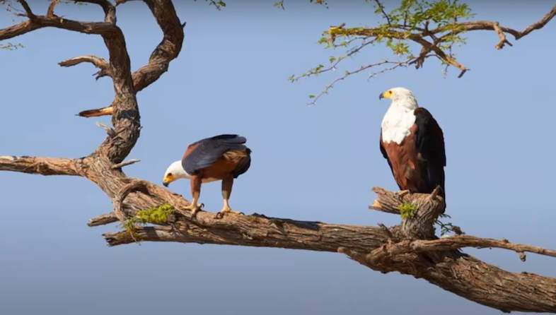 mopani rest camp fish eagle