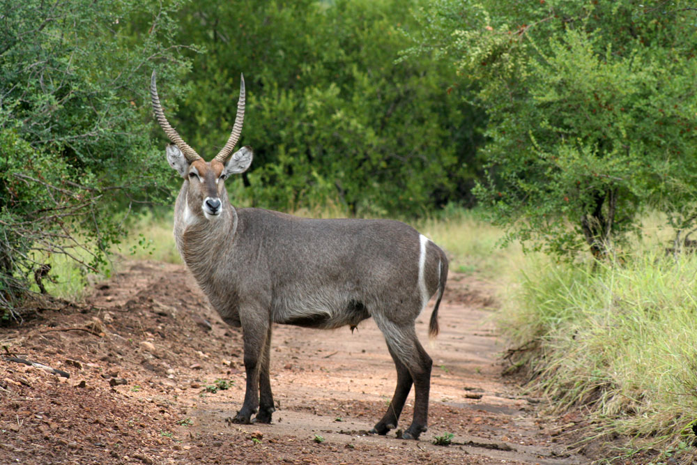 mopani rest camp waterbuck