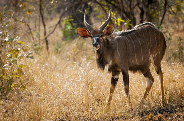 nyala male roger delaharpe kruger national park