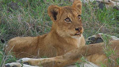 orpen rest camp lion cub