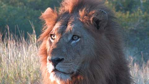 orpen rest camp lion male