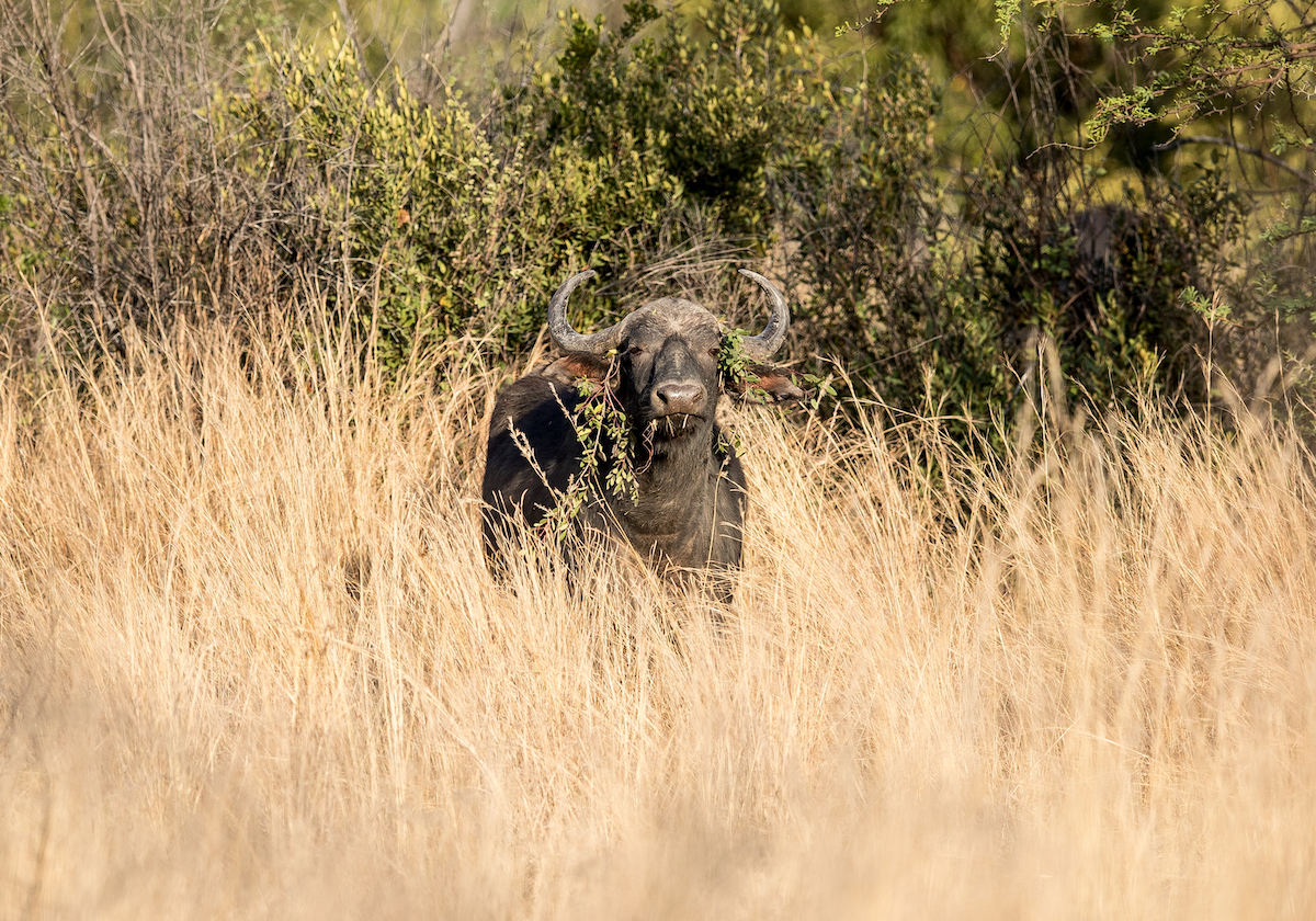 pilanesberg national reserve buffalo