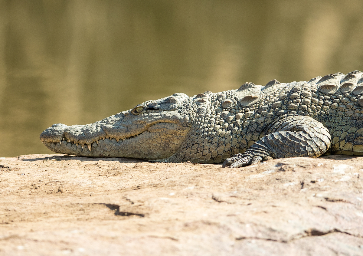 pilanesberg national reserve crocodile