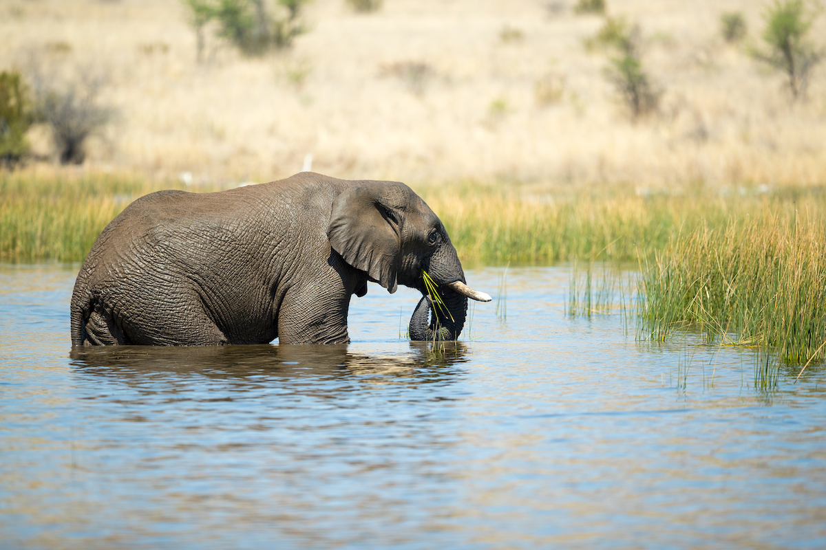 pilanesberg national reserve elephant