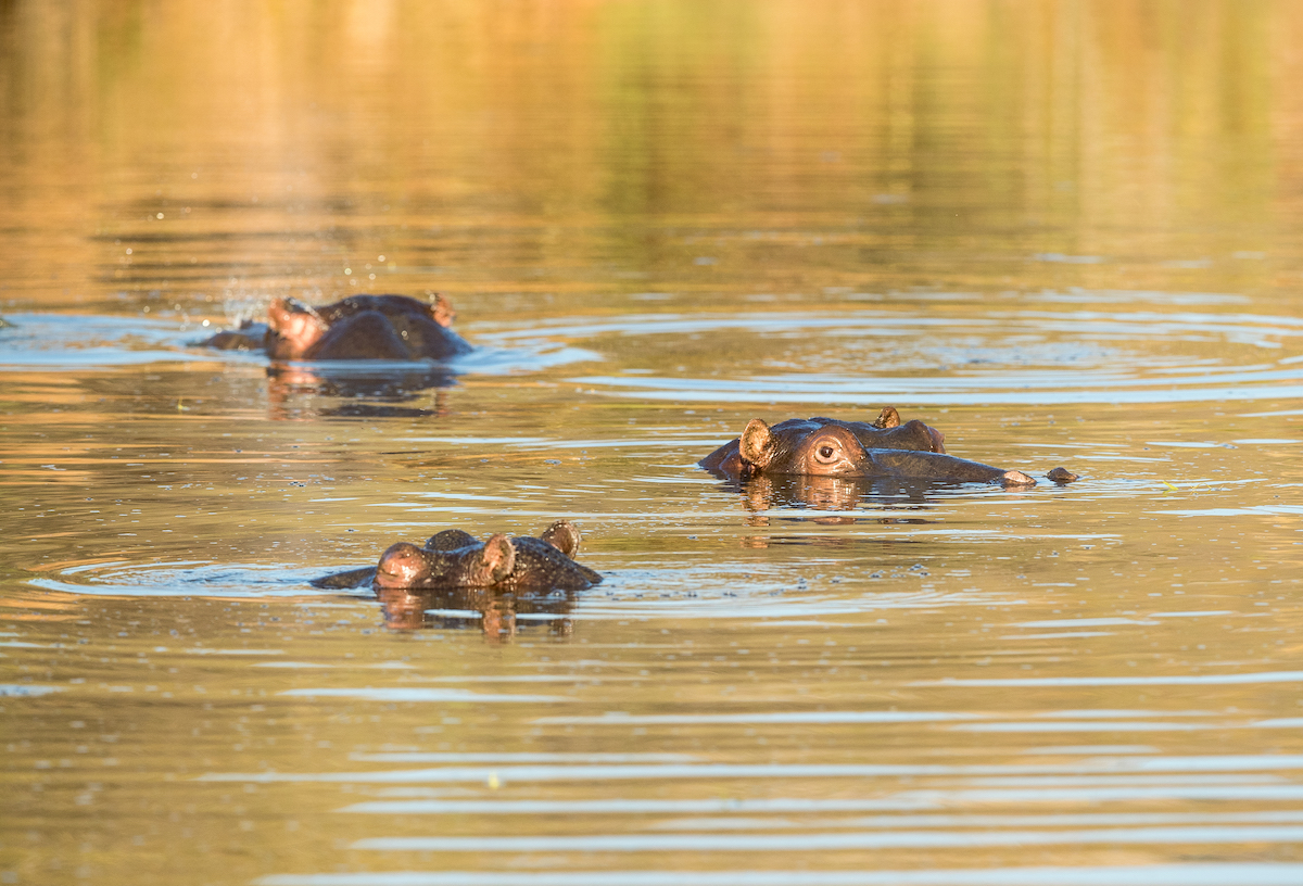 pilanesberg national reserve hippos