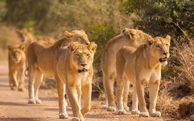 pride of female lions kruger national park