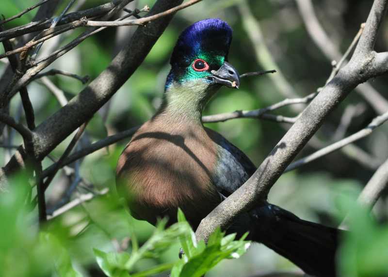 purple crested lourie kruger national park