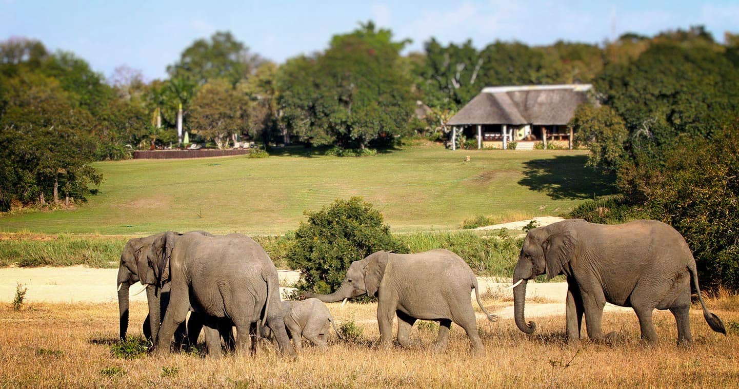 sabi sands elephants